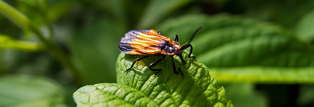 Is the green movement sealing the fate of the human race?